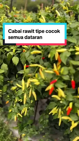 Cabai rawit merk Abayomi tumbuh subur diarea dataran tinggi. #petanimilenial #cabairawit #petanimuda 