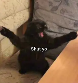 Shut it #funny #cat #meme #georgieebom #fyp 