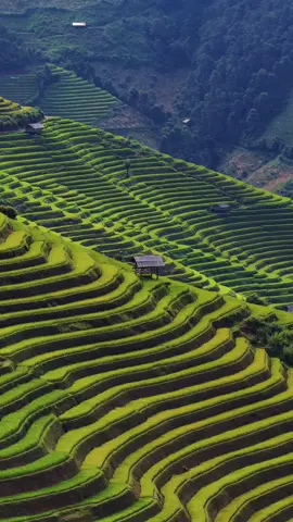 Việt Nam mình đã quáaaaaa 🇻🇳🇻🇳 #himangden #mucangchai #ruongbacthang #viral #dulich 