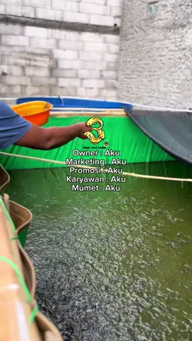 Nikmati Prosesnya Aja..👌#budidayalele #lelekonsumsi #purwodadi #tigalelefarm 