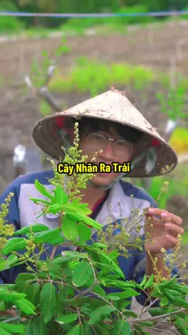 Cây Nhãn Ra Trái Nhiều- Chăm Cho Em Nó Nha #hienonha 