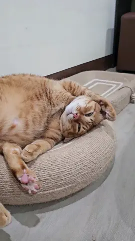 แม่จะแล้วมั้ยยย หาถ่ายอยู่นั่นนน #ส้มส้มแมวส้มหอส้ม #ส้มส้มแมวอ้วน #ส้มส้ม #cat #catoftiktok 