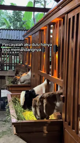 Berawal dari satu kambing insyaallah menjadi 100 ekor🤗