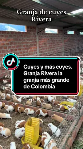 Cuyes y más cuyes. Granja Rivera la granja más grande de Colombia #cuyes #cuy #cuys #cury #cuyo 