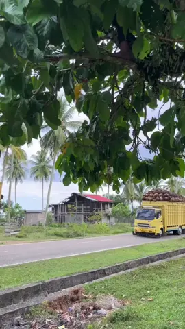 ✋#sawitaceh 