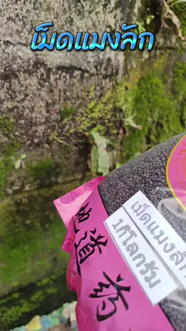 เม็ดแมงลัก ราคาคุ้มๆ#เม็ดแมงลัก 