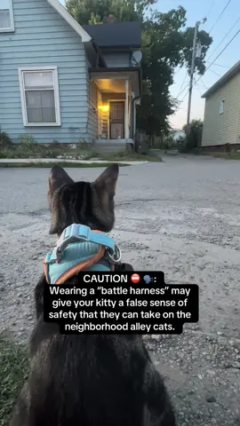 Jack and Sparrow ready to take on any neighborhood alley cats 😂 #cats #catsoftiktok #foryou #fyp #kitten  