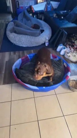 she’s up gang 🤦🏾🐾💪🏾🙏🏾♥️