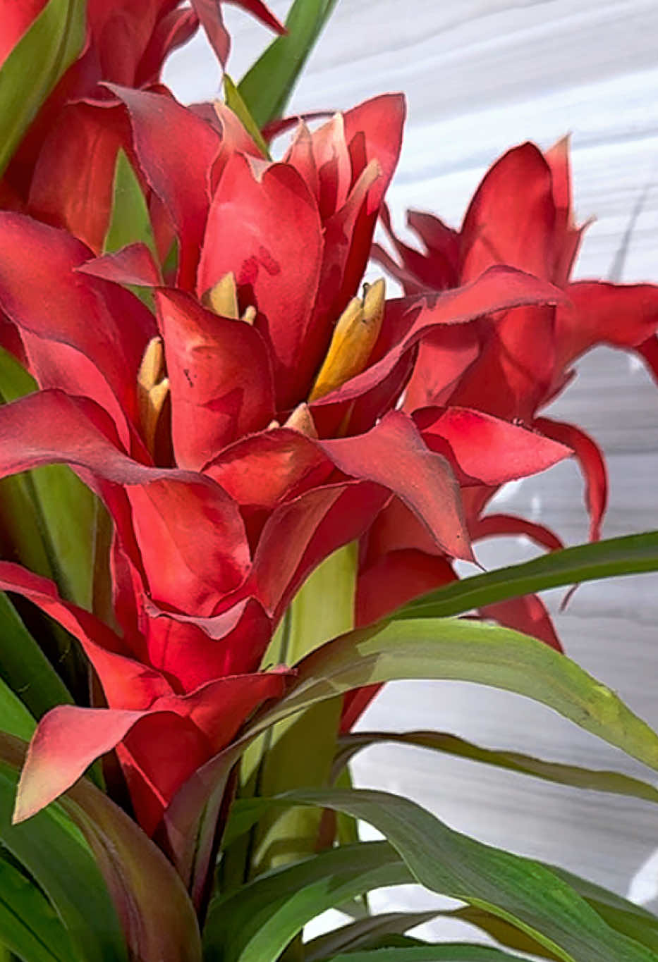 Guzmania is a genus of tropical, epiphytic bromeliads known for their vibrant, star-shaped flower bracts that can last for months. Native to Central and South America, these low-maintenance houseplants thrive in bright, indirect light and appreciate high humidity. Care involves keeping water in the central cup, misting the leaves, and providing a warm environment, with the mother plant eventually producing 