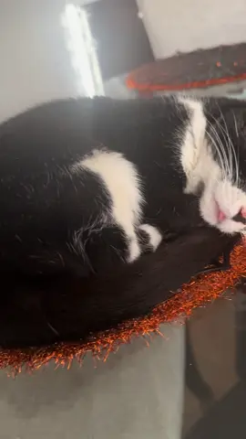 Oreo is sleeping in…it’s Sunday! 