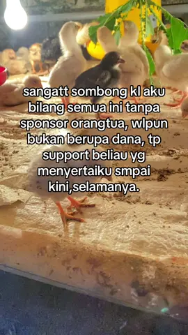 btw knp ayam ny lemes #ayamkampun #ayamjoper #pengusahamuda #peternakmuda #tulungagung 