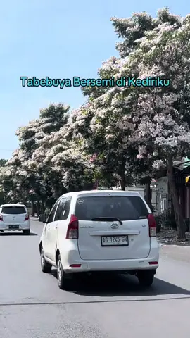 Indahnya Kota Kediriku #tabebuya #kediri #kediri24jam #pagi #pageforyou 