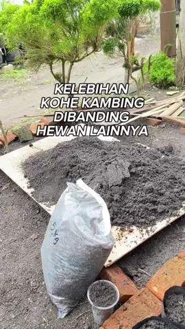 #kohekambing #pupukorganik #berkebundirumahaja #menanamdirumah 