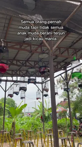 Kurang maksimal😁#CapCut #fyp #serindit #kicaumania #serinditkalimantan 
