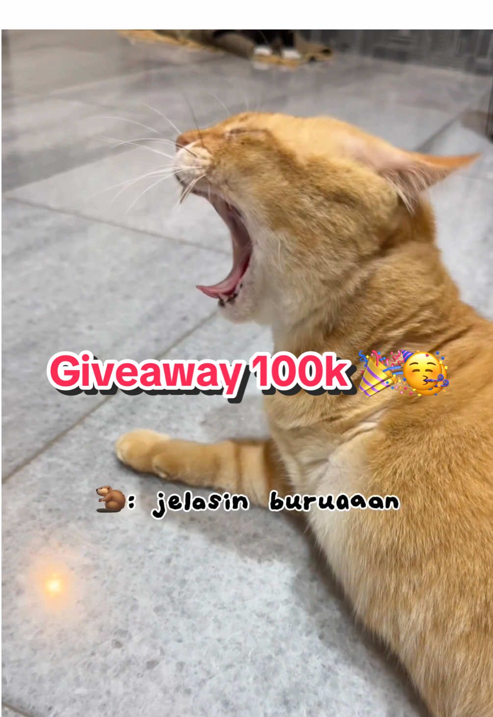 🎉 GIVEAWAY 100K FOLLOWERS 🎉 Sebagai tanda terima kasih udah tembus 100K followers, aku mau bagi-bagi hadiah seru2an aja yaaa🐾 💸 Hadiah: Rp100.000 untuk masing-masing 5 pemenang 🎁 ✨ Cara ikutan: 	1.	Follow akun ini 	2.	Jawab pertanyaan: Sebutkan 5 saudara Untung yang ada di geng #Cimolandfam 	3.	Tag 3 teman kamu di kolom komentar bareng jawaban 📅 Giveaway berlaku sampai 8 September, pukul 15.00 WIB 📌 Pemenang akan diacak lewat website random picker Good luck semuanya! 💕🐱 #untung #kucinguntung #giveawayindonesia 