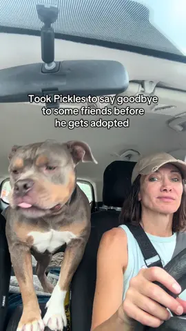 Took Pickles out to say goodbye to some friends he’s made along the way. I’m gonna miss this cartoon character! #fyp #shelterdog #adopt #bullybreeds #newkensingtonpa @Pickles_The_ Rescue_🥒🐶 
