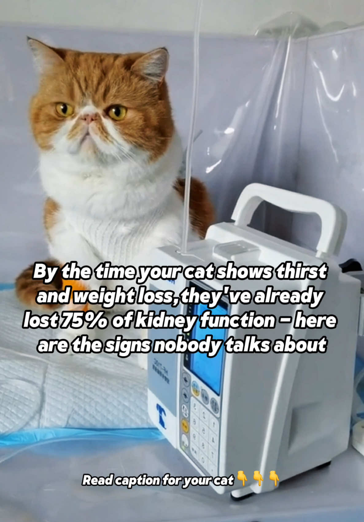 By the time your cat shows thirst and weight loss, they’ve already lost 75% of kidney function. Here are the signs nobody talks about: Sleeping more than usual - Even by cat standards Pickier about food - Especially crunchy kibble Sitting hunched over - Back arched, uncomfortable posture Bad breath - Ammonia smell from toxin buildup Less grooming - Coat looks dull or matted Avoiding jumping - Staying on ground level more The devastating truth: Kidney disease affects 1 in 3 cats over 10 years old. But it’s completely silent until 75% of kidney function is gone. Annual bloodwork catches it early. When caught in stage 1-2, cats can live years with proper diet and supplements. When caught in stage 4, you have weeks. Stop waiting for “obvious” symptoms