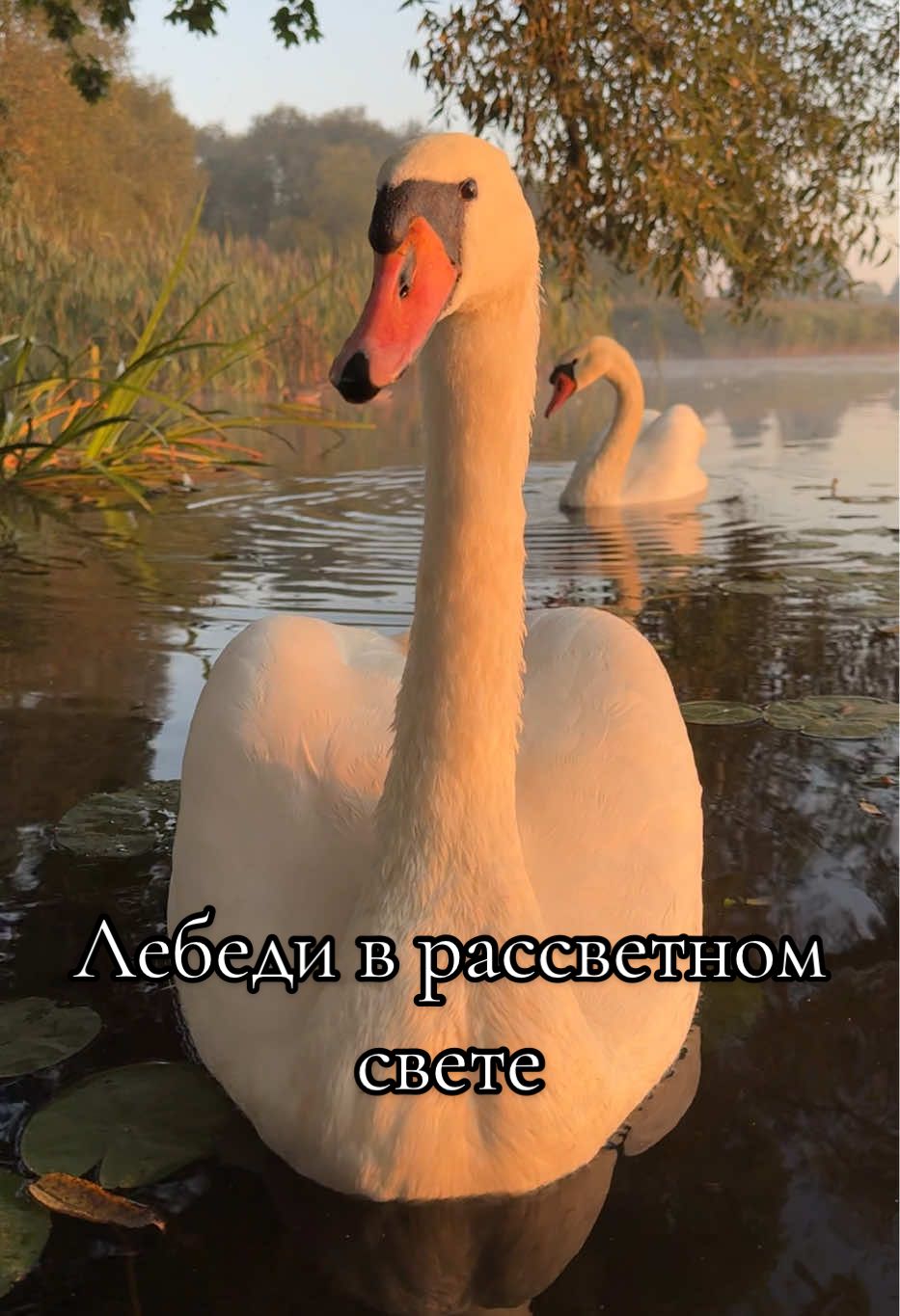 Наши лебеди в рассветном свете. #лебедь #swan #swanlake #рассвет #Love 