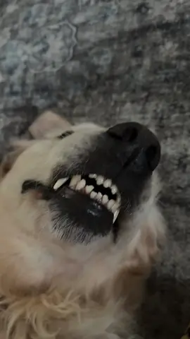 SleekEZ Dog Brush for Shedding #DogSheddingSolution #PetGroomingMadeEasy #SleekEZBrush #HappyDogsHappyHomes #FurFreeLiving