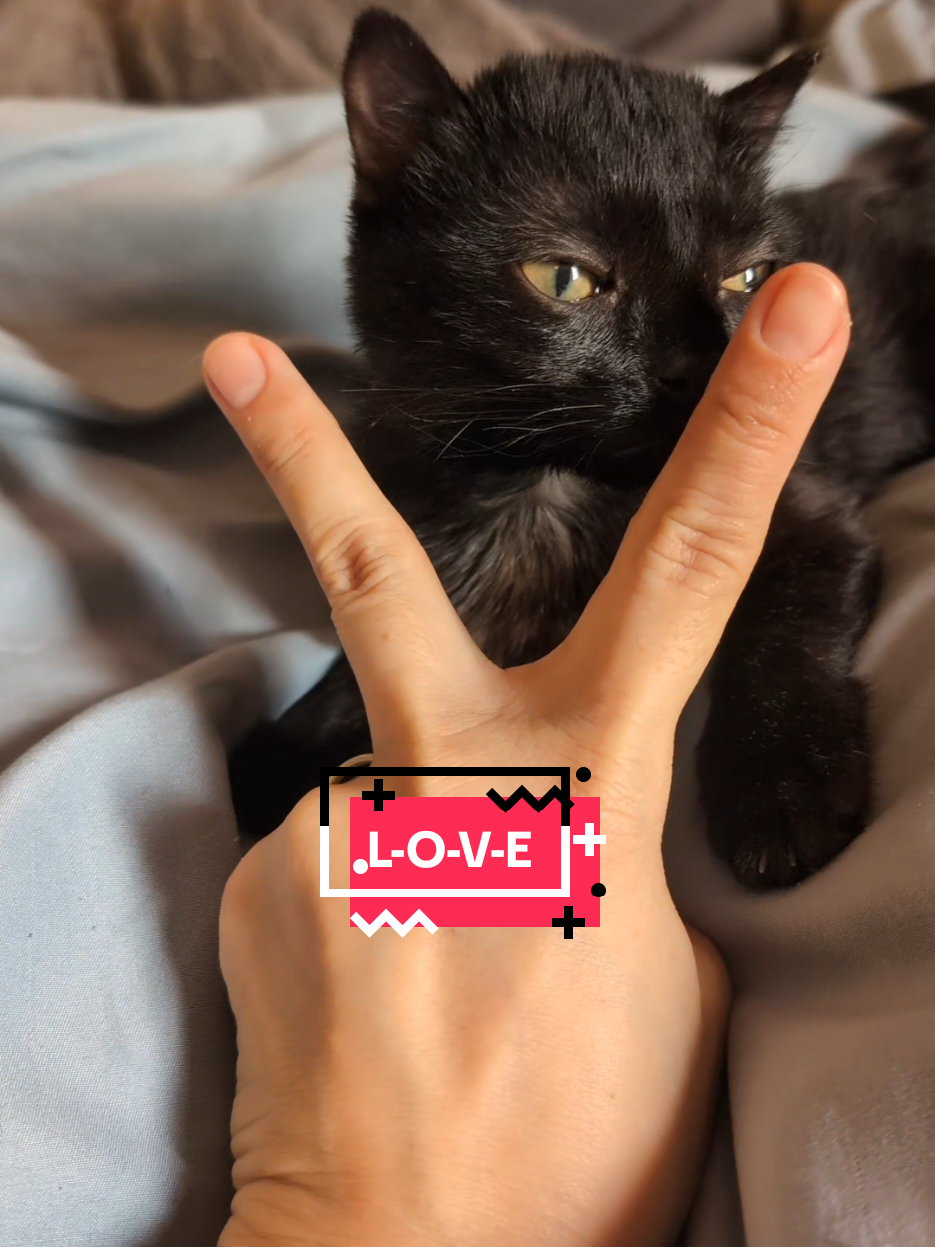 Baby Corn had a little too much fun. #babycorncat #kitten #wobblycat #lovecat