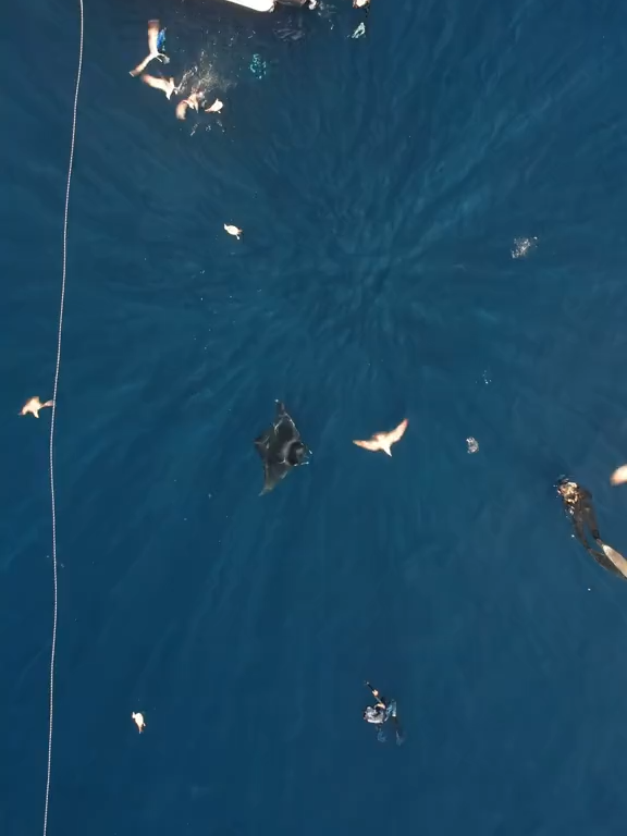 1138 I couldn’t believe how interactive this mobula ray was! Very cool to see it curious about us! It was circling us & giving us some close passes  We tried to sta