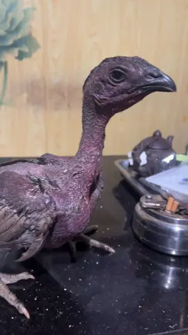 vừa đi ra vườn bắt được con quốc anh em ạ 🤭🤭🤭🤭#💥💥💥💥💥💥💥💥💥💥 #gamingontiktoktrendingvideo #gamingontiktoktrendingvideo #gamingtok @tiến gà chiến 349 