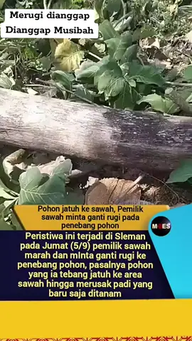 Pohon Jatuh ke Sawah, Pemilik Sawah Minta Ganti Rugi pada Penebang Pohon#fyp 