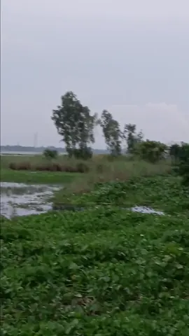 #ভাঙ্গুড়াপাবনাভবানীপুরদিয়ারপাড়া♥️♥️♥️♥️ 