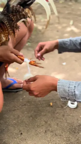 Phải thì mình ăn cả 😂#gà #gà_chọi_việt_nam @Trương Thanh Nhã 