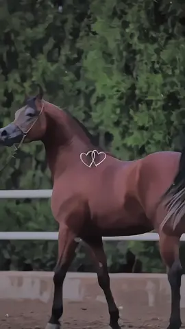 #عشق #خيل #الخيل_العربي_الاصيل #خيل_وخياله🐎 #الخيل 