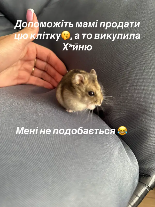 Попросив нормальний будинок купити, а вона взяла двоповерхову клітку, вбитися можна#дрессировка #рекомендации #хомяк #tik_tok #домашниеживотные 
