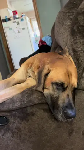 How my boy lays around waiting to see his girlfriend later #greatdane #stud #goodgenes #paidtoweiner