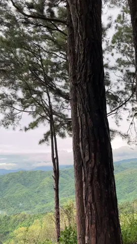 📍Li'l Baguio - Sitio Tala, Tarlac #naturetrip #mountainview 