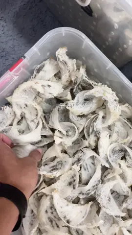 Transaksi bahan sarang walet cantik punya 100 kg #sarangburungwalet #waletindonesia #waletkalimantan #waletkaltim #eksporsarangburungwalet 