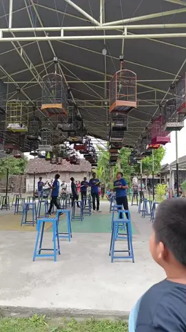 Cucak Ijo Single Fighter #kicaumaniaindonesia #cucakijomania #cucakijoindonesia 