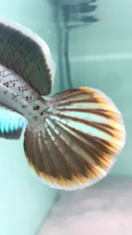 Đến hẹn lại lên. Channa barca mini from Việt Nam 🇻🇳#channabarcamini #channabarca #peletlospolos #xuhuong 