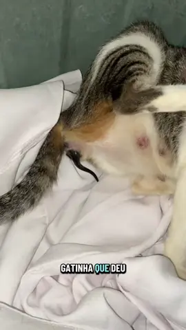 E a minha gatinha que deu a luz mas não era filhote de gato 😭😭 #fyp #foryou #foryoupage #gato #animal