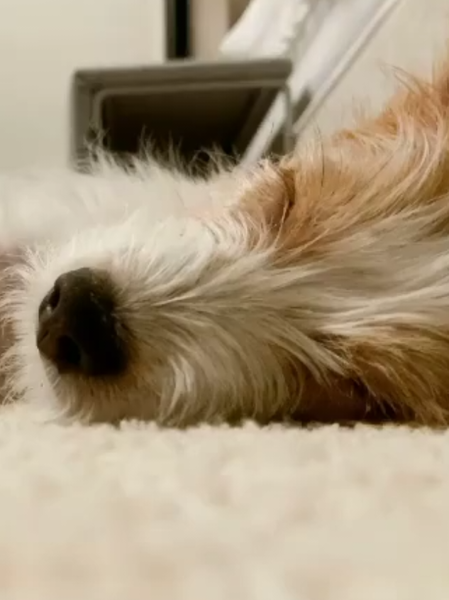 Sleepy Time Dog Hank Want Is Can I Closed Eyes She's Myself Little Very So Much #rose #roseannepark #roseblackpink #parkchaeyoung #roses_are_rosie #blackpink #hank #foryourpage #foryoupage #fyp 