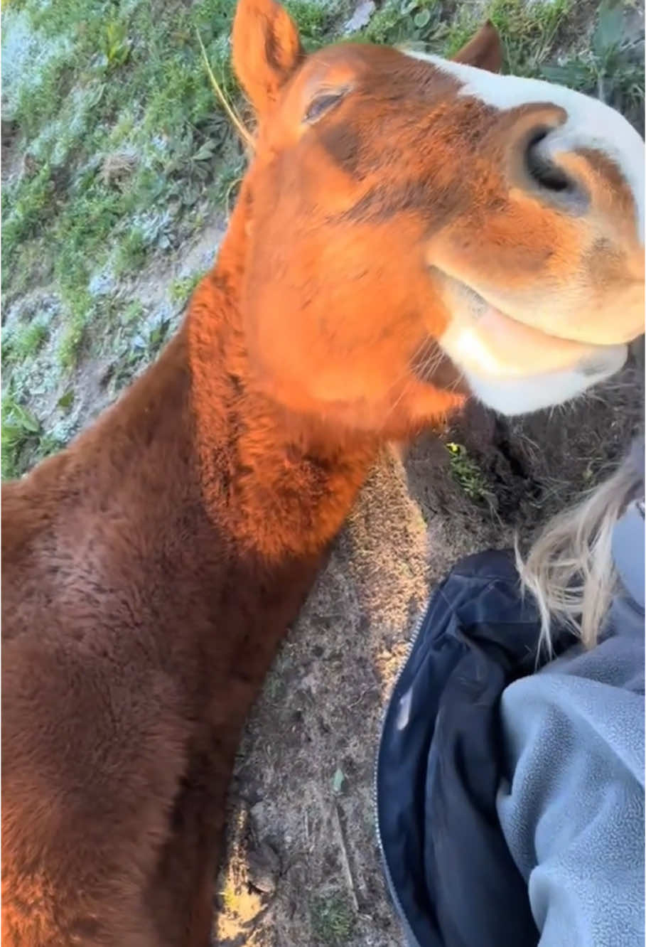 Funny horses compilation video 🤣🤣 #pet #horses #funny #cute #foryou #fyp 