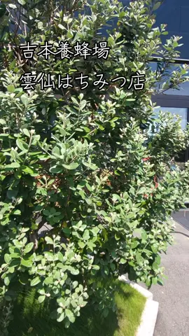 #吉本養蜂場雲仙はちみつ店 #長崎おすすめスポット #地域盛り上げ隊長崎 #カ－ネル 