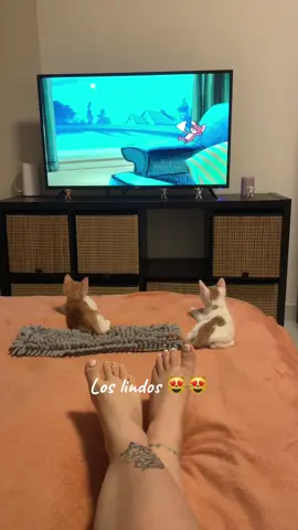 #gatitos #kittens #cute #cartoons 