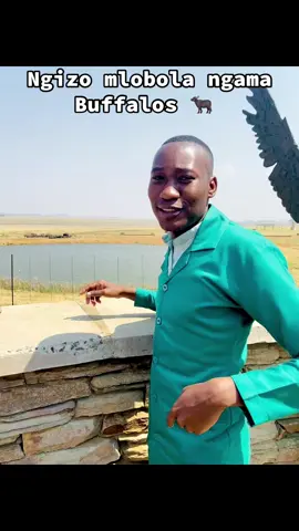 #creatorsearchinsights #pfypシ #zionist Baby u deserve ama buffalos 🐃 😂