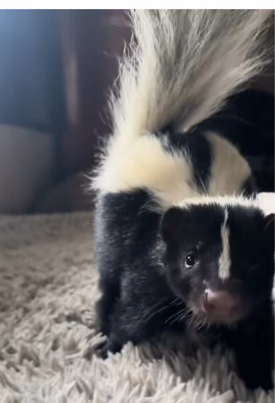 Not a threat… just a tiny gymnast in training 🫶🏻🦨 #UnableToExotic #fyp #cuteanimals #fypシ 
