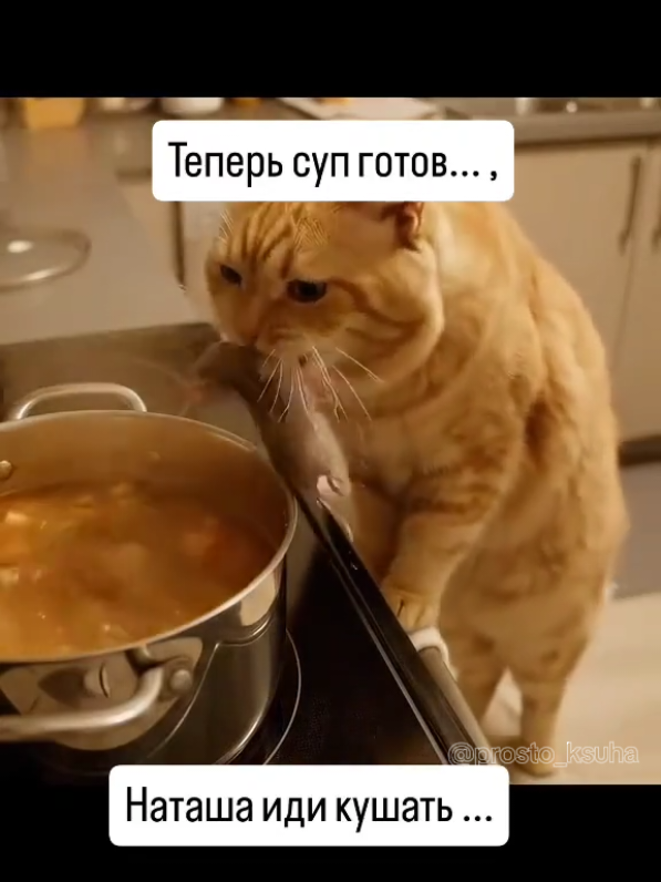 #prank #haha  #cat #cats #смешныекотики 