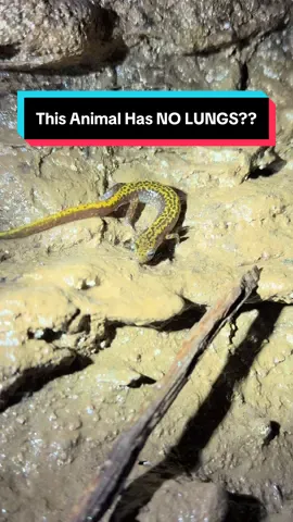 Salamander dingus  #salamander #salamanders #cave #caves #wildlife 