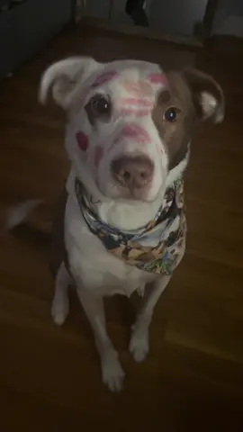 His so cuteee #dog #kisses #foryoupage 