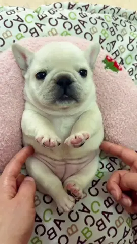 No quiero ir a la escuela #thepibblepost #pibble #gmail 