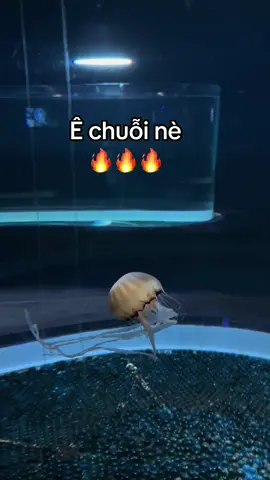 #GreenCreator #VinWonders #dulich #vinwondersphuquoc 