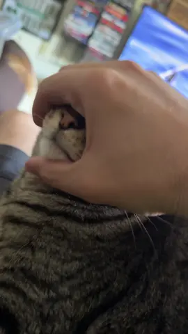#catsoftiktok #jork #fup #fyp