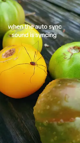 #autosync #fyp #spider #bug 